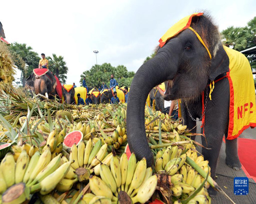   泰國大象日：大象吃自助